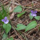 창덕제비꽃, 흰들제비꽃, 들제비꽃(가칭:Viola betonicifolia) 이미지