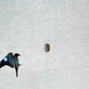 파랑새둥지 이미지