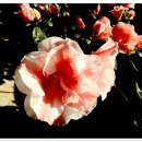 아젤리아 이미지