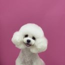 멍블리펫뷰티 이미지