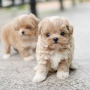 펫블리강아지&미라클고양이 이미지