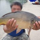 대박향어 이미지