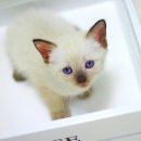 도도한 개냥이 이미지