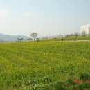 낙동강 유채단지 이미지