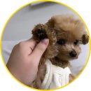 바나나 반려견 미용실 이미지