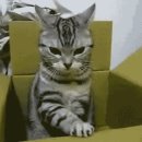 상자가 마음에안드는 고양이 이미지