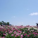 이준석 인하대 현재상황ㄷㄷ 함익병 근황ㅋ 검찰 150명 난리났다! 조선 애원 이유! (손학규-문수 크로스ㅋ) 이미지