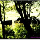 334차:백두대간 00구간(2015. 05 . 11 . 월) 이미지