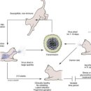 영양동물병원(출장진료전문병원) | 백운역 동물병원 고양이 허피스, 눈·코 분비물이 계속되면 어떻게 해야 할까요?