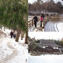 비둘기한국@ 이미지