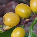 체리콩커피 이미지