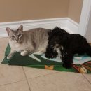 Cuddly Puppy 이미지