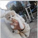 부천강아지분양고양이분양24시데려가개