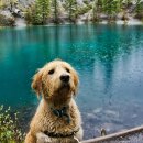 행복한 강아지 이미지