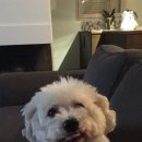 LIKE FRISE 이미지