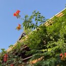 대추나무산장 이미지