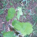 혜진네포도원 이미지