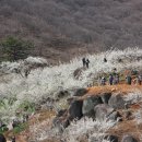 청매실농원 이미지