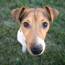 행복한 강아지 이미지