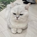 녹번역4, 5번출구 | 은평구 고양이카페 놀면묘하냥 서울 데이트코스 후기