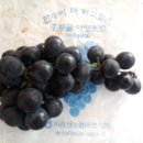 포도민박