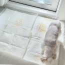 바잇미 | 모찌 강아지배변패드: 흡수력좋은 바잇미보솜패드 사용후기
