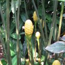 생강 (식물) [生薑, ginger] 이미지
