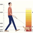 개털깍는 사랑이네 이미지