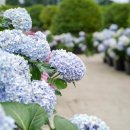 멍글벙글 이미지