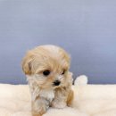 남부켄넬 이미지