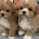 릴스퍼피 강아지분양 일산점 이미지