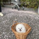 약지애견카페 서창점 이미지