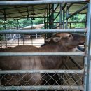 청산사슴농원 이미지