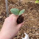 와부농업협동조합경제사업소 이미지