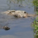 하천(갑천5) 이미지