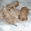 강아지 지니 이미지