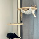 샤인고양이메디컬센터 | 고양이 림프종 항암치료로 방문한 잠실고양이병원 샤인동물메디컬센터 (+증상부터 원인)