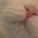 미츠가
