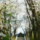 광장47호 | 4월 3일 축제 시작! 강릉 남산공원 벚꽃 만개 시기와 주차 꿀팁