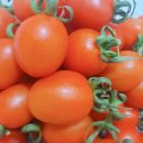 더마톡 | 농라카페 장호림토마톡 싱싱함이 터지는 무농약 대추방울토마토 구매후기