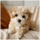 버디독 강아지분양 고양이분양 안심분양센터 인천점 이미지