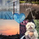 청년피자(수영구점) | [일상 블로그] 2025년 중반 기록 - 수영 오픈런부터 구름이 미용까지 먹보 모음.zip