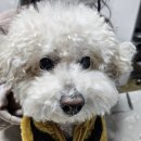 윤성진 안과/외과 동물병원 | 강아지 안과 전문 병원 수술 후기 👁️ 좌안 백내장 진행된 7살 비숑