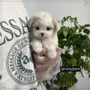 창원강아지분양 헬스독 애견입양 말티푸들포메라니안미니비숑 | 부산 강아지분양 부산강아지분양 헬스독 애견입양 말티푸들포메라니안미니비숑