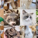 알파카프라자 이미지