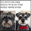 댕댕이미용실 이미지