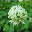 크로바 농원 이미지