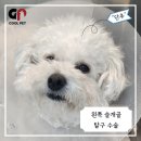 쿨펫동물병원 | 강아지 슬개골 탈구 2기 수술 + 스케일링 동시 진행 - 일산 쿨펫 동물병원