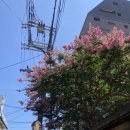 여주-0017 이미지