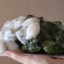 수목떡집